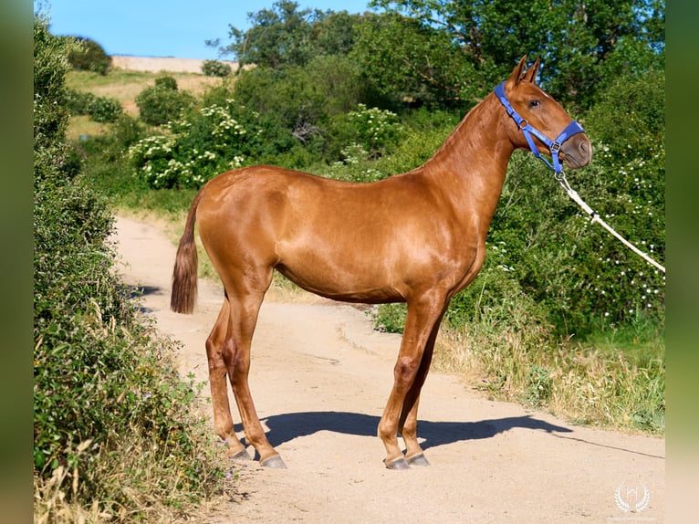 Andalusian Mare 1 year 15.1 hh Sorrel in Navalperal De Pinares