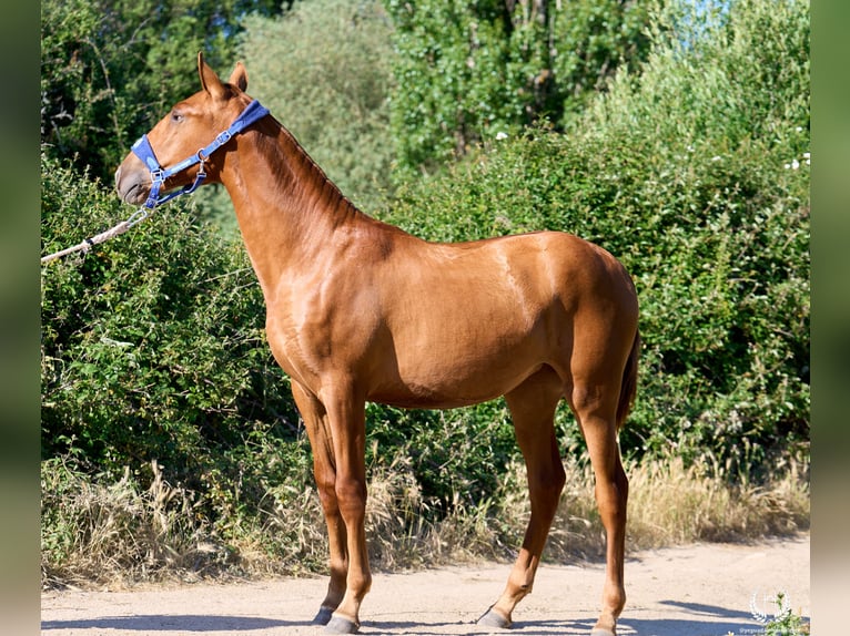 Andalusian Mare 1 year 15.1 hh Sorrel in Navalperal De Pinares
