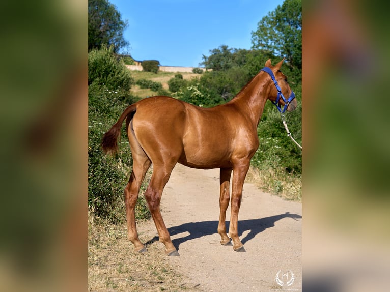 Andalusian Mare 1 year 15.1 hh Sorrel in Navalperal De Pinares