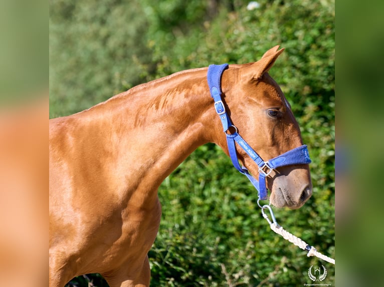 Andalusian Mare 1 year 15.1 hh Sorrel in Navalperal De Pinares