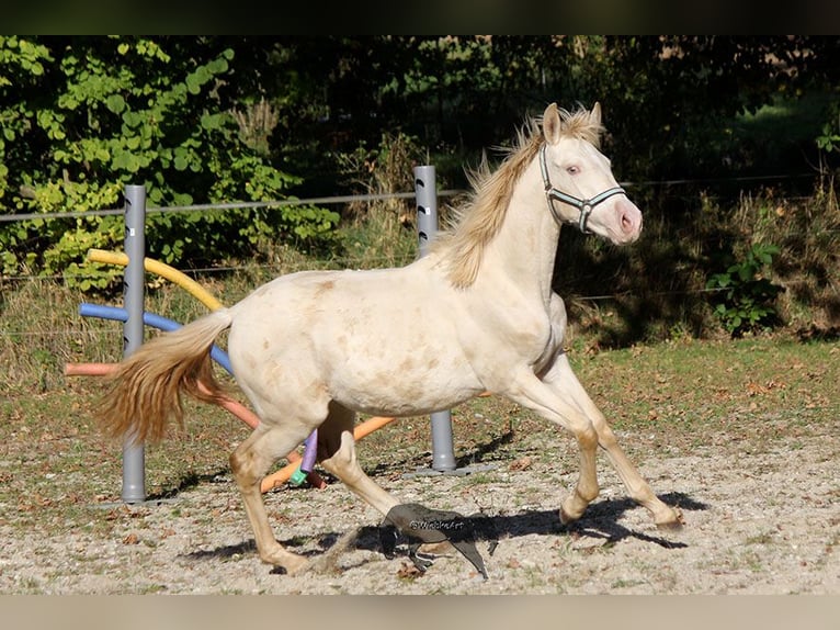 Andalusian Mare 1 year 15,2 hh Cremello in Gottfrieding