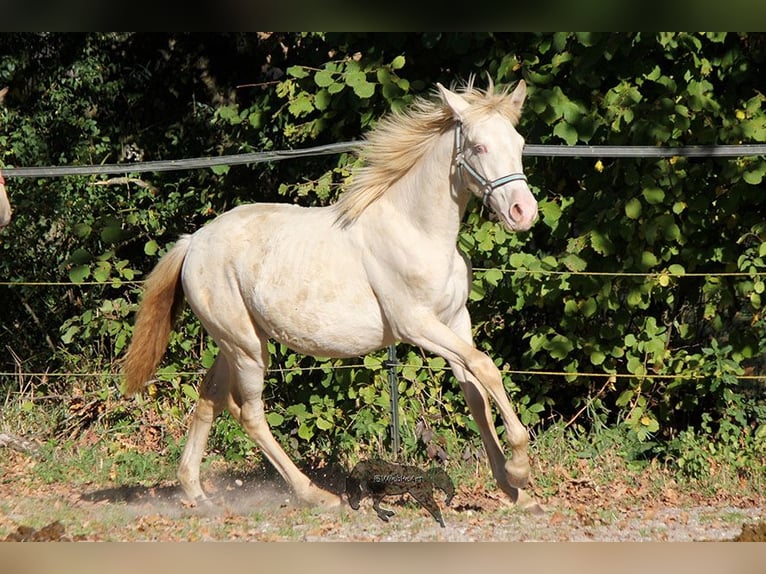 Andalusian Mare 1 year 15,2 hh Cremello in Gottfrieding
