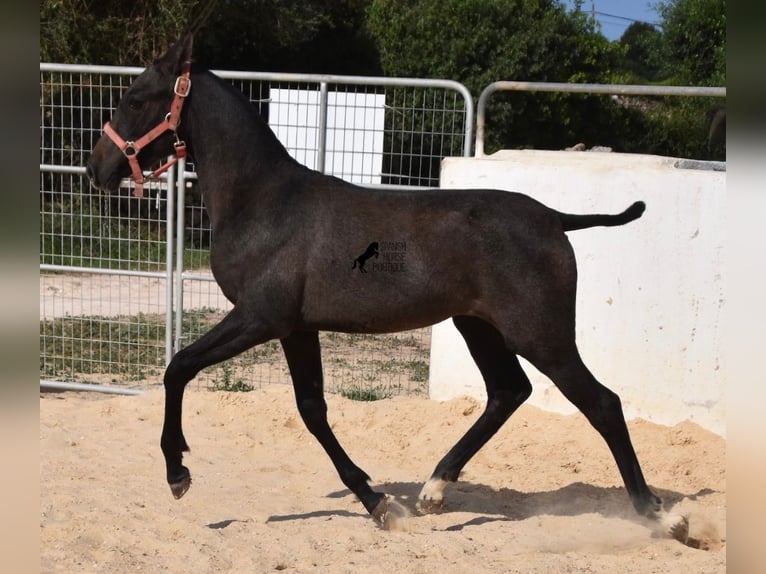 Andalusian Mare 1 year 15,2 hh Gray in Menorca