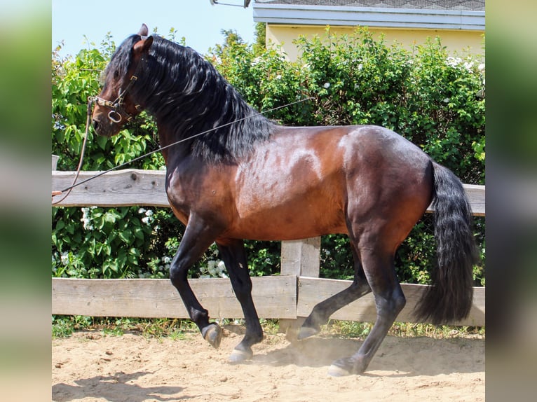 Andalusian Mare 1 year 15,3 hh Brown in Rerik