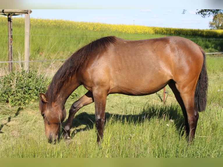 Andalusian Mare 1 year 15,3 hh Brown in Rerik