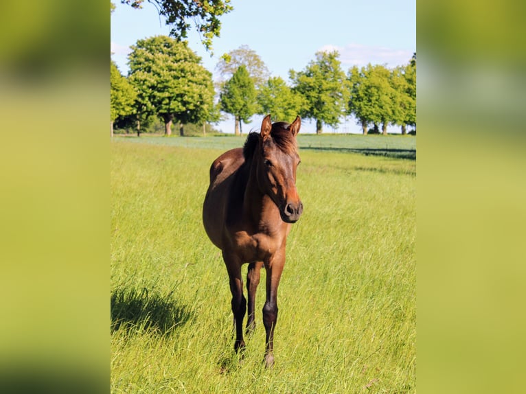 Andalusian Mare 1 year 15,3 hh Brown in Rerik