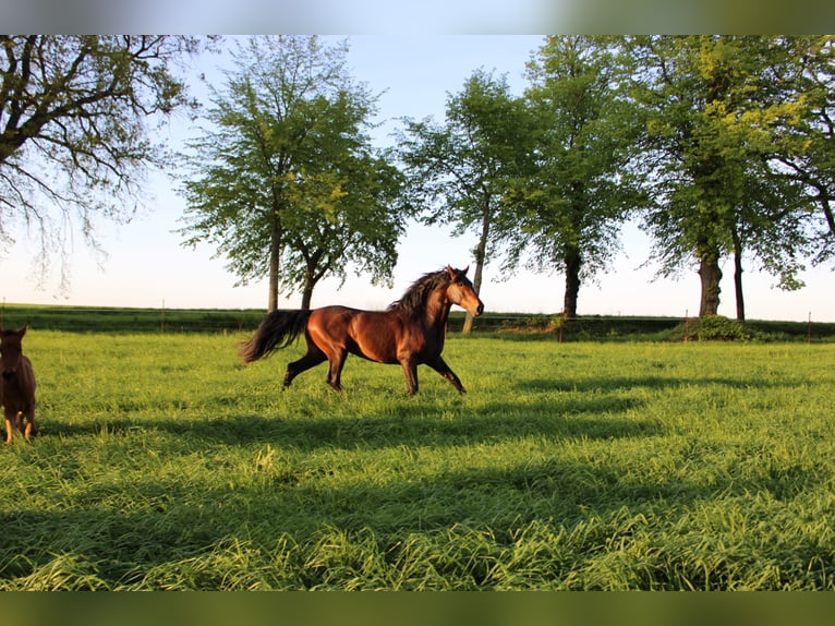 Andalusian Mare 1 year 15,3 hh Brown in Rerik