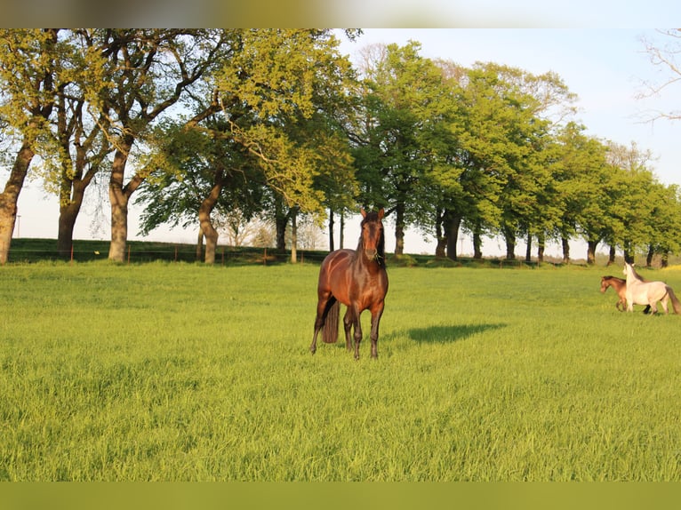 Andalusian Mare 1 year 15,3 hh Brown in Rerik