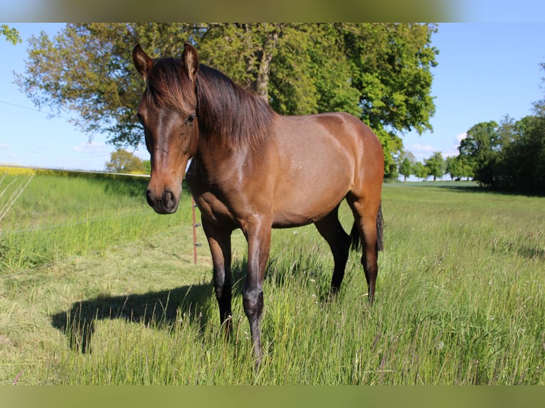 Andalusian Mare 1 year 15,3 hh Brown in Rerik