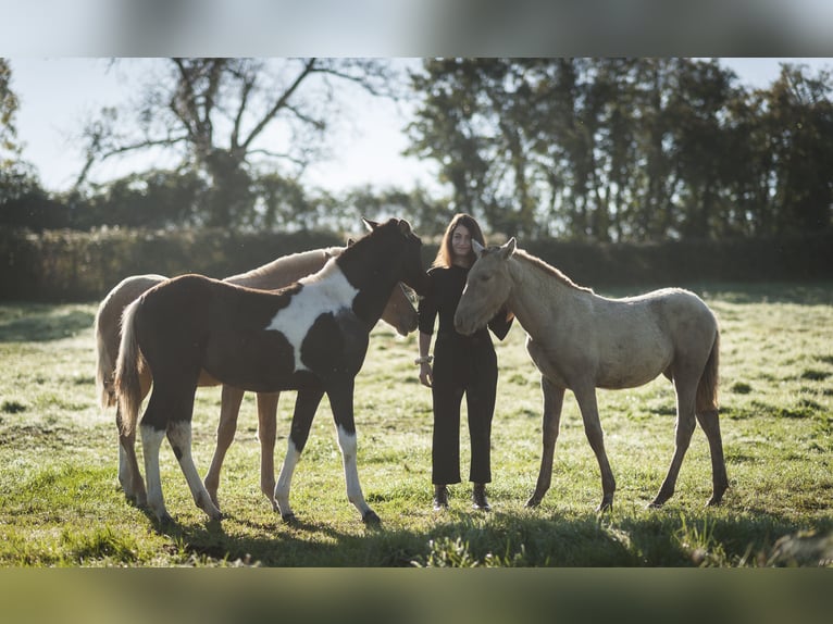 Andalusian Mare 1 year 15,3 hh Pearl in Loye sur Arnon