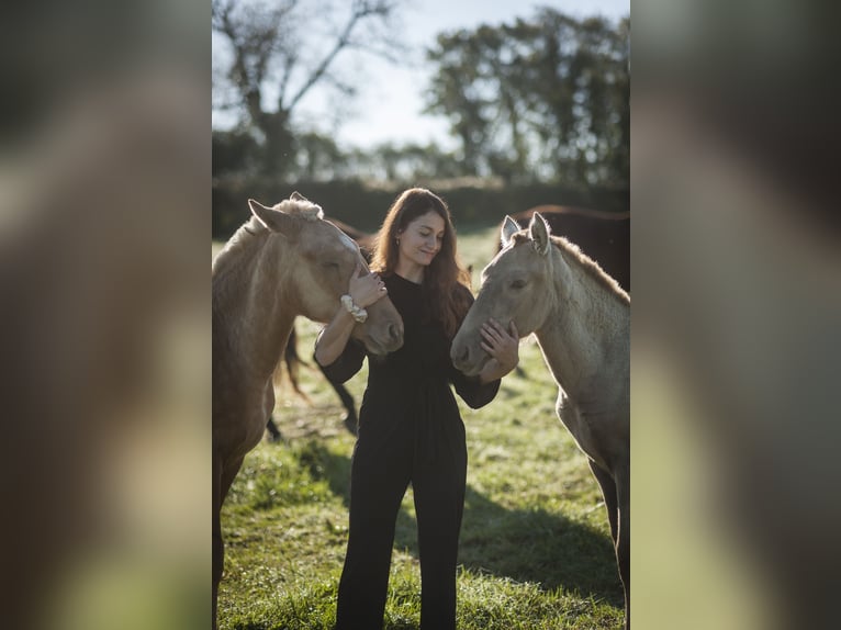 Andalusian Mare 1 year 15,3 hh Pearl in Loye sur Arnon