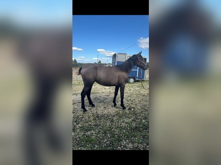 Andalusian Mix Mare 1 year 16,2 hh Roan-Bay in Lias d&#39;Armagnac, Gers