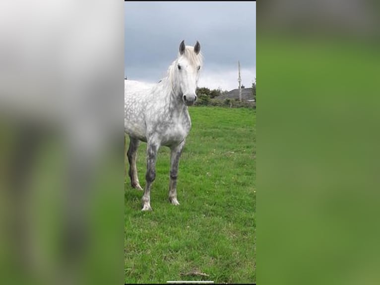 Andalusian Mix Mare 1 year 16,2 hh Roan-Bay in Lias d&#39;Armagnac, Gers