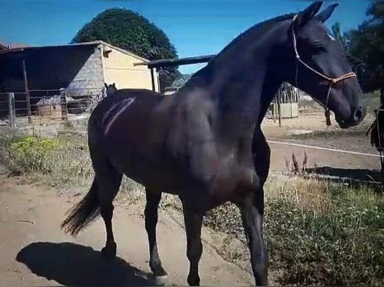 Andalusian Mare 1 year 16 hh Black in Leon