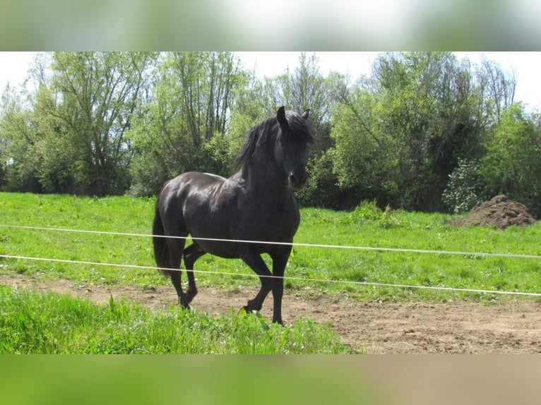 Andalusian Mare 1 year 16 hh Black in Leon