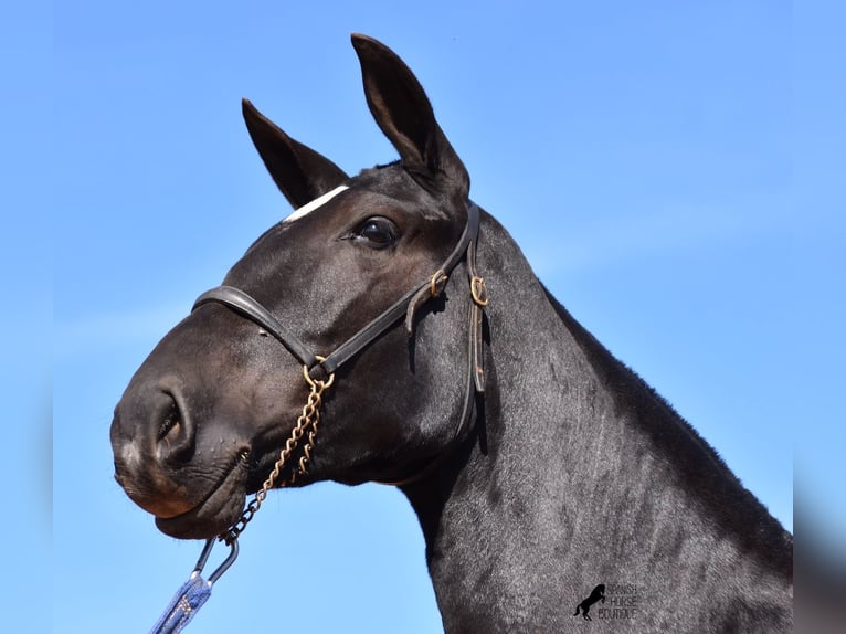 Andalusian Mare 1 year 16 hh Black in Menorca