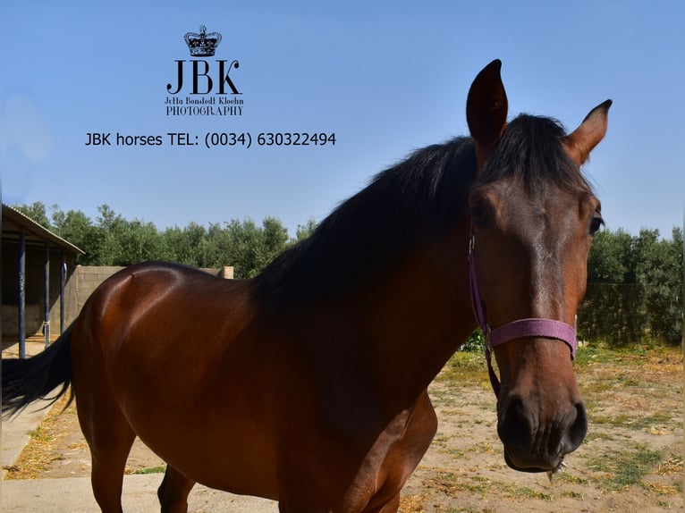 Andalusian Mare 1 year 16 hh Brown in Tabernas Almeria
