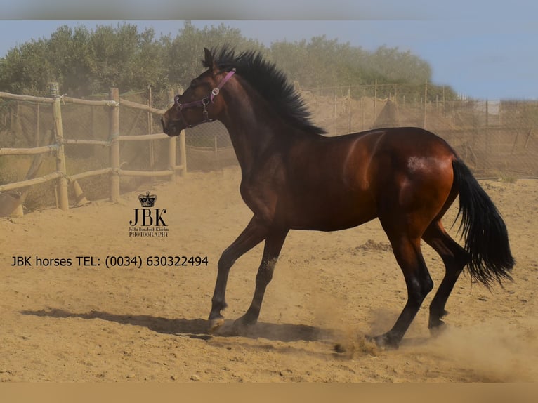 Andalusian Mare 1 year 16 hh Brown in Tabernas Almeria