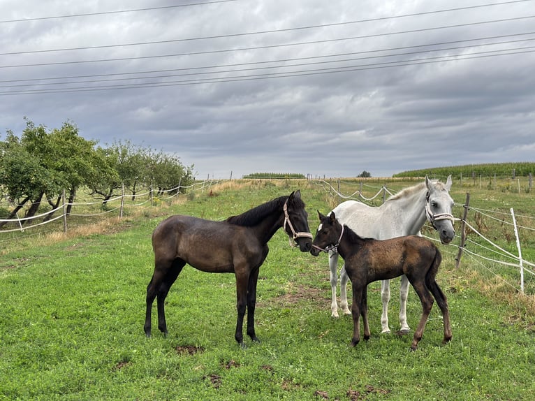 Andalusian Mare 1 year 16 hh Gray in Filderstadt