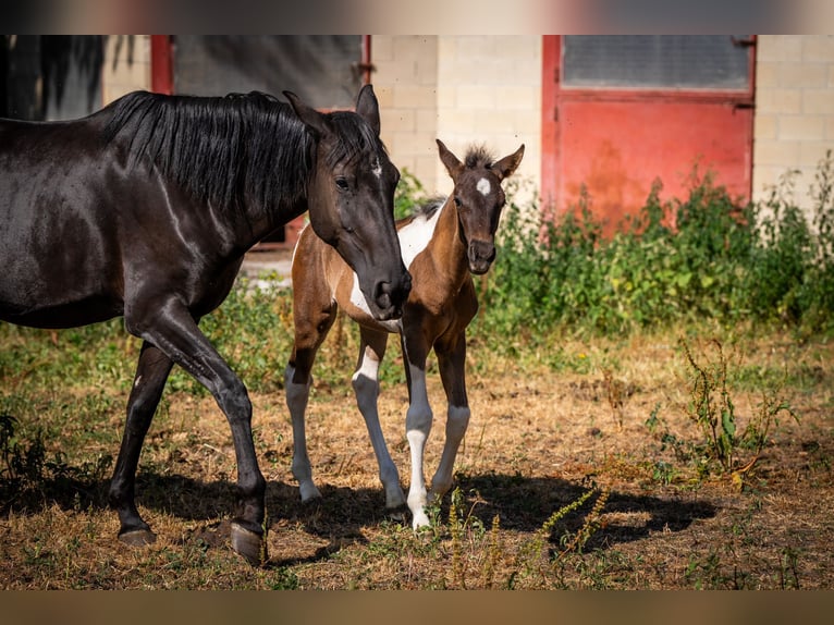 Andalusian Mare 1 year 16 hh Pinto in Ballenstedt