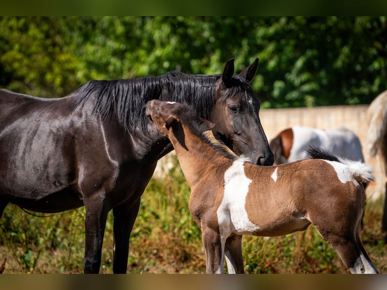 Andalusian Mare 1 year 16 hh Pinto in Ballenstedt