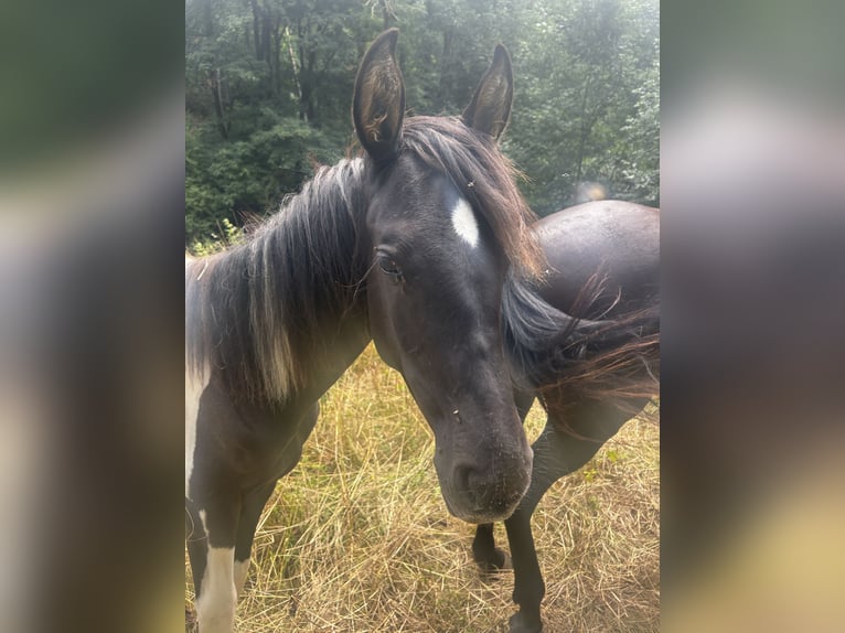 Andalusian Mare 1 year 16 hh Pinto in Ballenstedt
