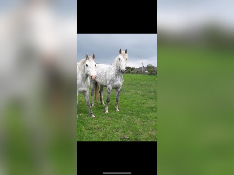 Andalusian Mix Mare 1 year 16 hh Roan-Bay in Lias d&#39;Armagnac, Gers