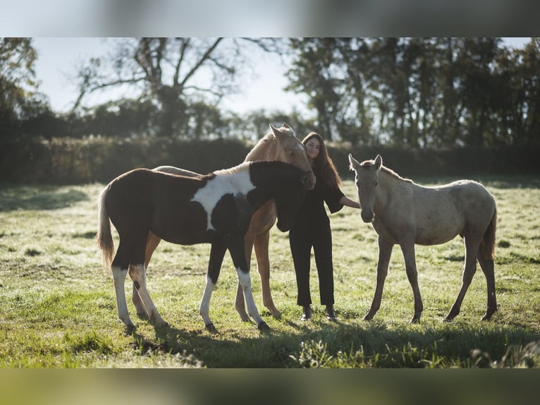 Andalusian Mare 1 year in Loye sur Arnon