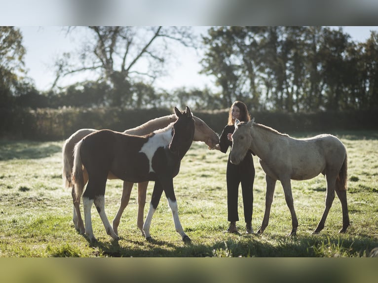 Andalusian Mare 1 year in Loye sur Arnon