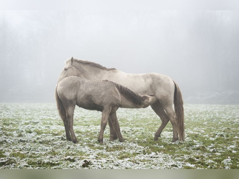 Andalusian Mare 1 year in Loye sur Arnon