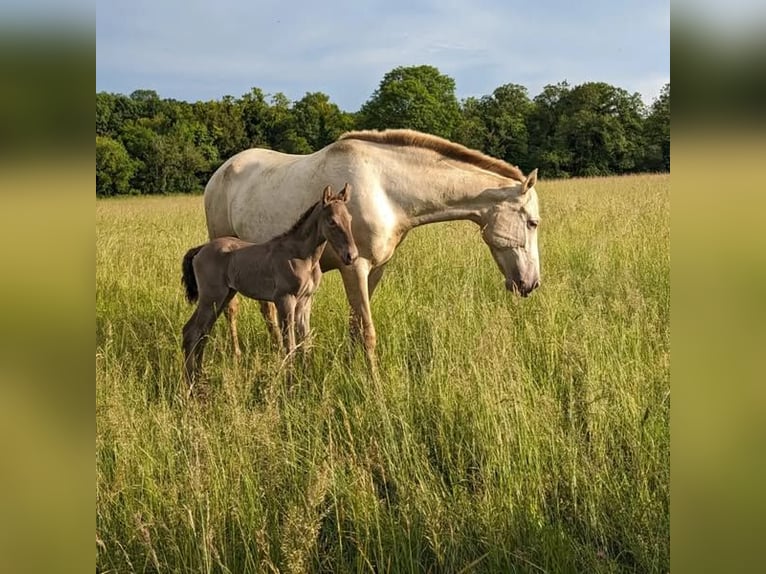 Andalusian Mare 1 year in Loye sur Arnon