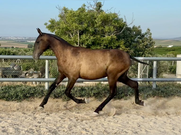 Andalusian Mare 1 year Black in Lebrija