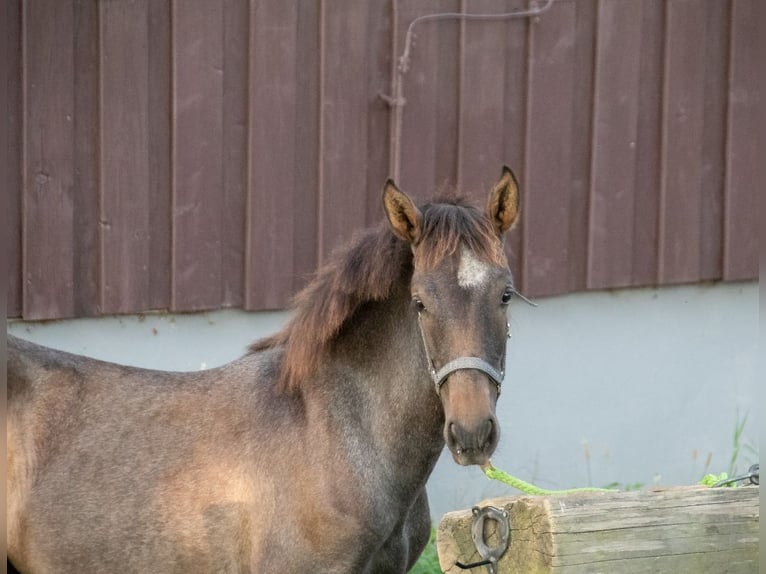 Andalusian Mix Mare 1 year Gray in Dippoldiswalde