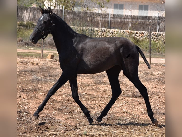 Andalusian Mare 1 year Gray in Mallorca