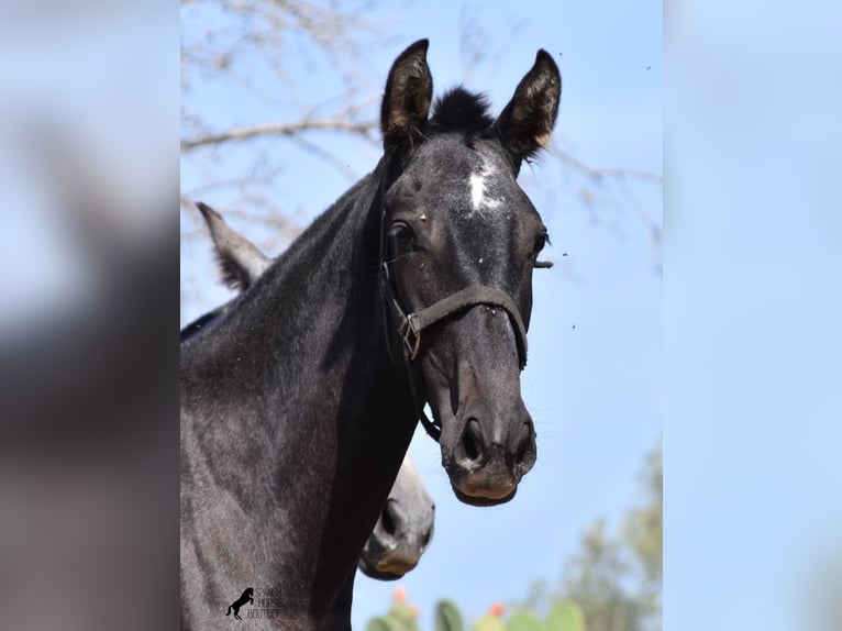 Andalusian Mare 1 year Gray in Mallorca