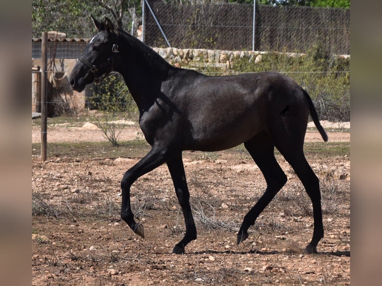 Andalusian Mare 1 year Gray in Mallorca