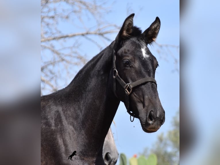 Andalusian Mare 1 year Gray in Mallorca