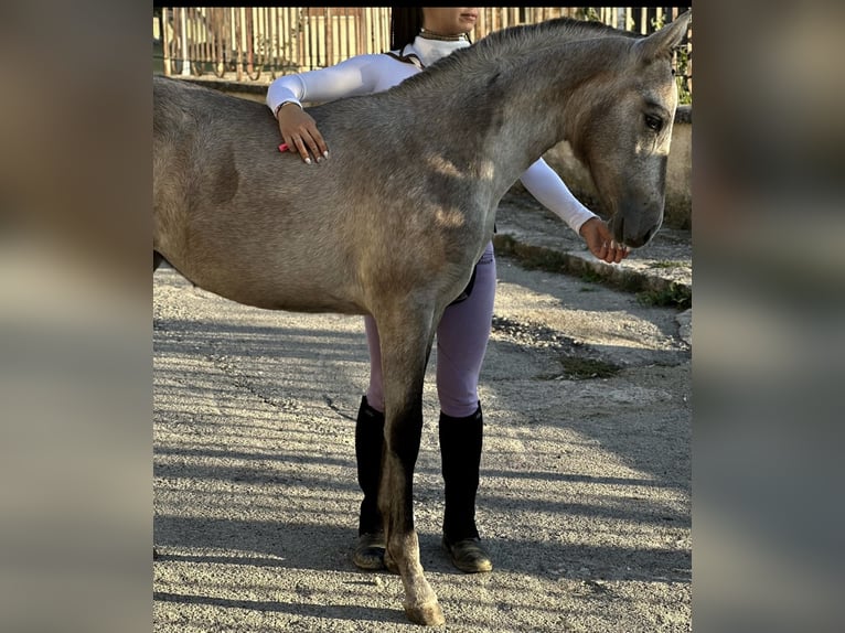 Andalusian Mare 1 year Gray-Red-Tan in Giulianampog