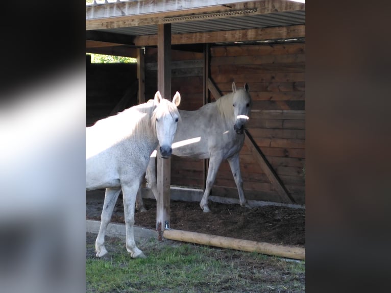 Andalusian Mare 20 years 15.2 hh Grey-Dapple in Amtzell
