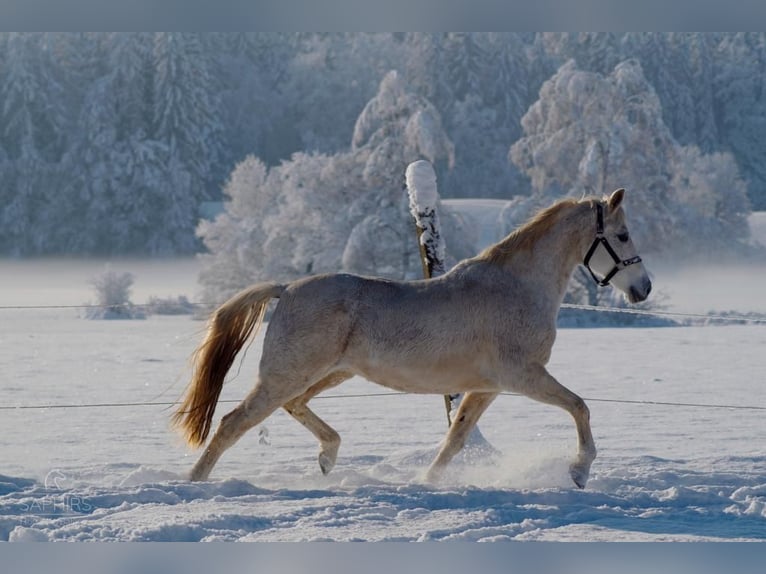 Andalusian Mare 20 years 15.2 hh Grey-Dapple in Amtzell