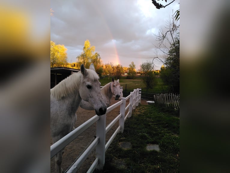 Andalusian Mare 20 years 15.2 hh Grey-Dapple in Amtzell