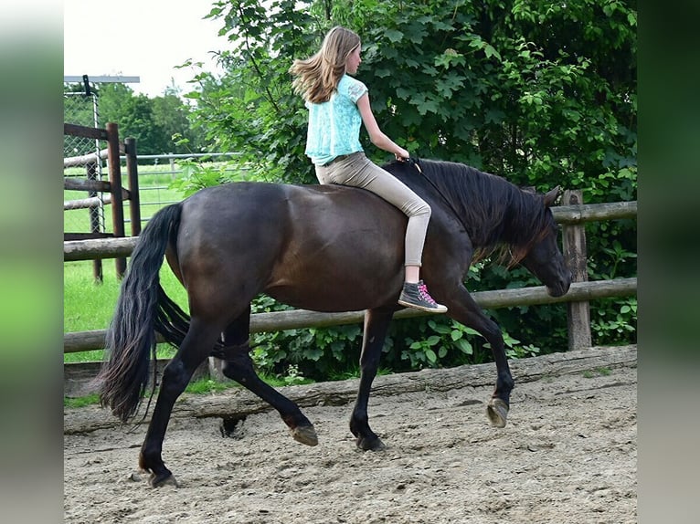 Andalusian Mare 20 years 15,2 hh Black in Oer-Erkenschwick