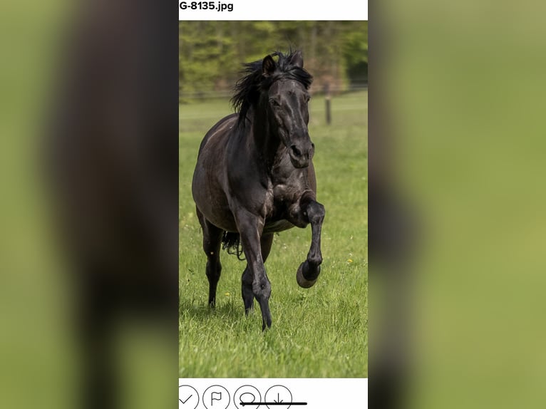 Andalusian Mare 20 years 15,2 hh Black in Oer-Erkenschwick