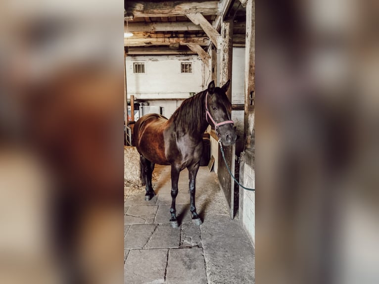 Andalusian Mare 20 years 15,2 hh Black in Oer-Erkenschwick