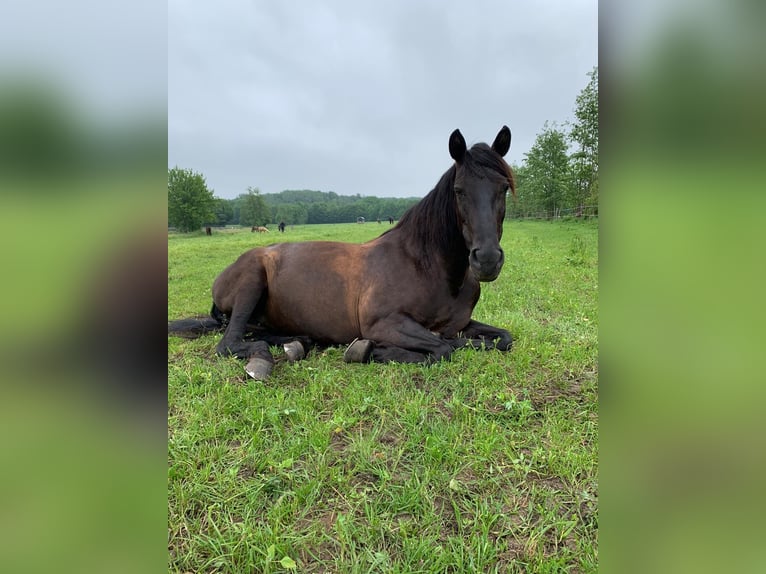 Andalusian Mare 20 years 15,2 hh Black in Oer-Erkenschwick