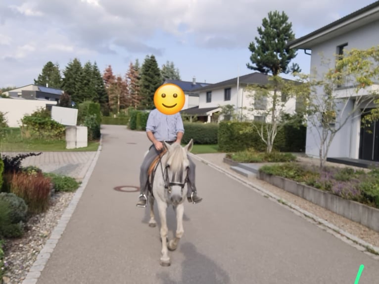 Andalusian Mare 20 years 15,2 hh Grey-Dapple in Amtzell
