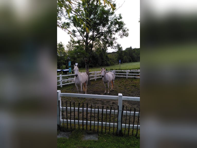 Andalusian Mare 20 years 15,2 hh Grey-Dapple in Amtzell
