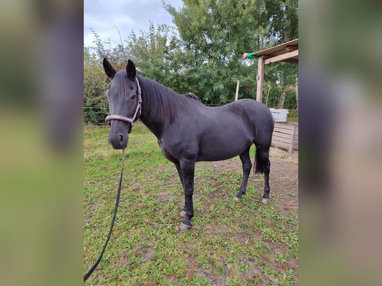 Andalusian Mix Mare 21 years 15 hh Black in Stade