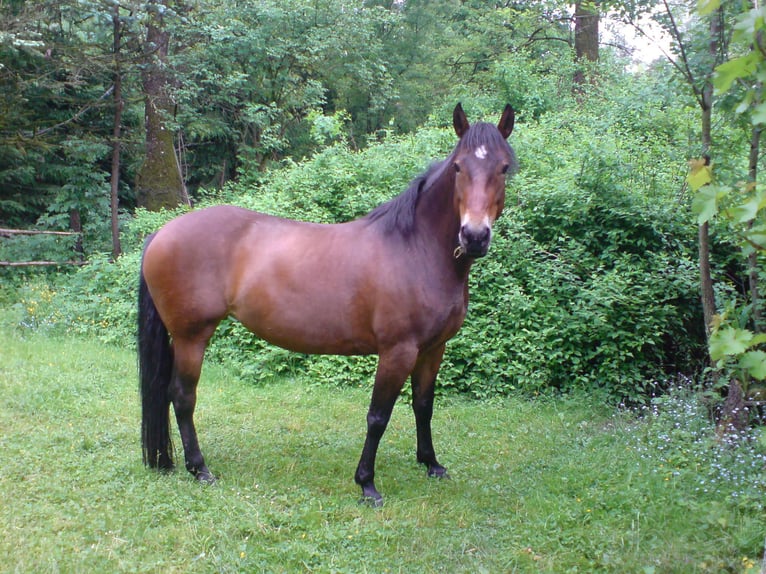 Andalusian Mare 24 years Brown in Kastl