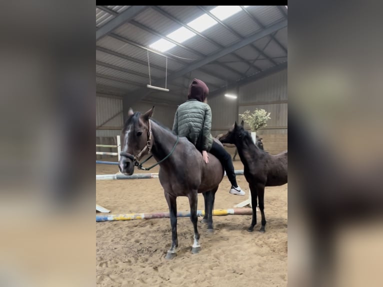 Andalusian Mare 2 years 14,2 hh Brown in Trier